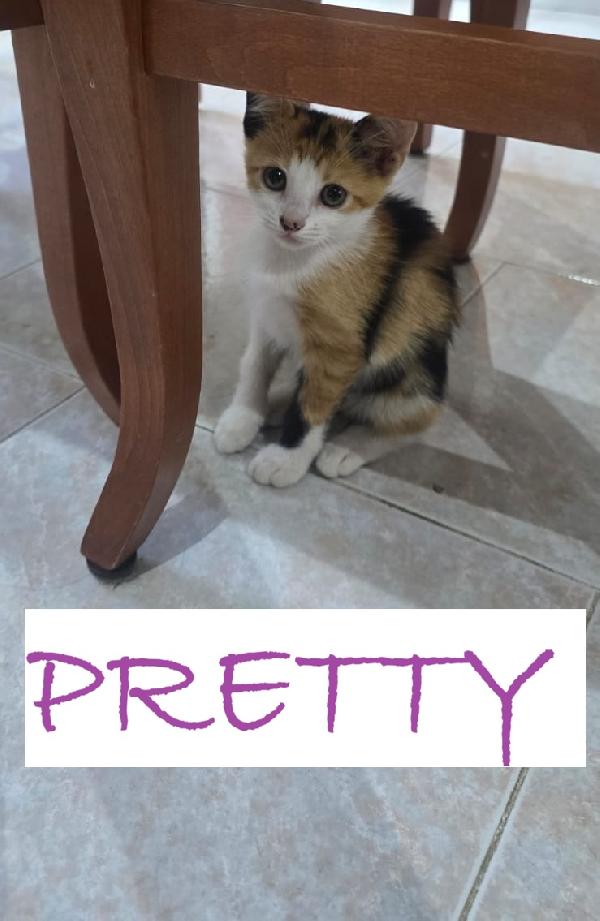 GATTINI DI 2 MESI Foto 5